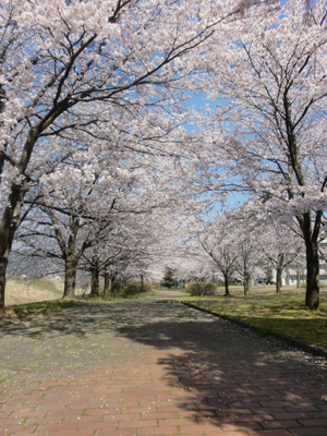 20090410sakura01.jpg