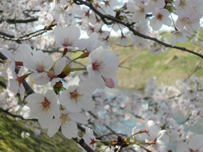 20090410sakura02.jpg