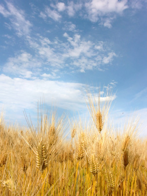 坂井平野の麦畑