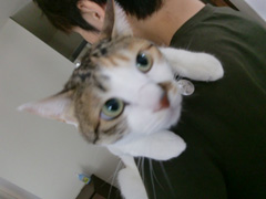 福野さんちのネコ