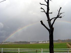 美しい虹。久しぶりにみました。