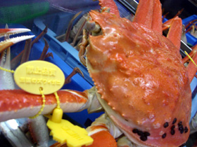 一番おいしいかに、越前がに